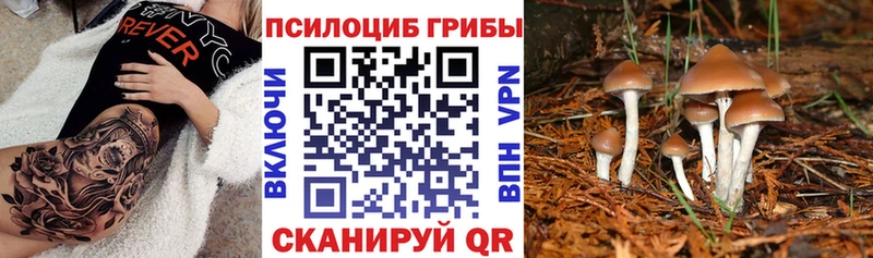 дарк нет какой сайт  Каменск-Шахтинский  Псилоцибиновые грибы прущие грибы 